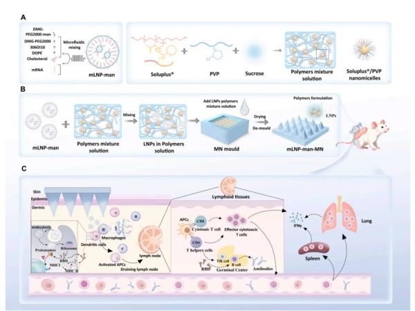 IVScope 小動物活體成像｜Acta P